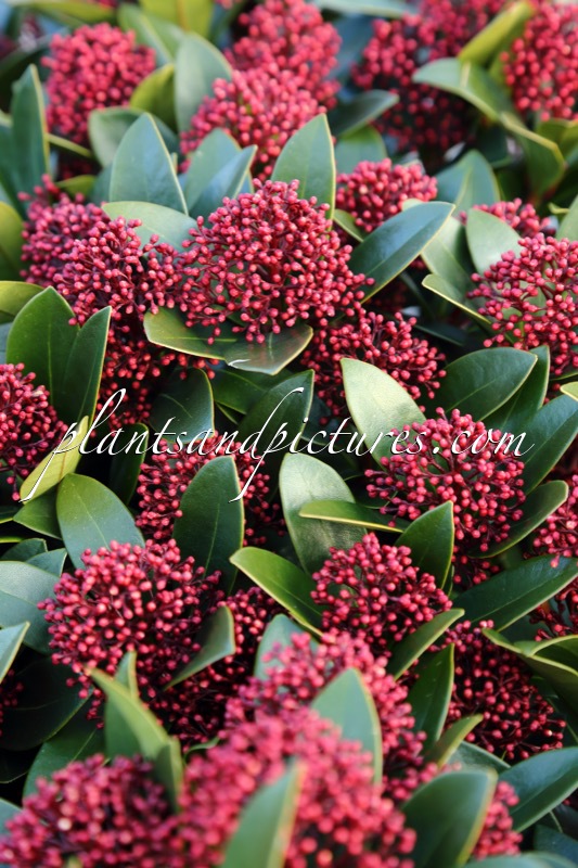 Skimmia japonica ‘Moerings 2’ (RED DWARF)