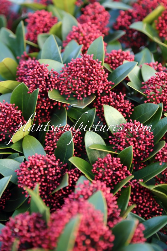 Skimmia japonica ‘Moerings 2’ (RED DWARF)