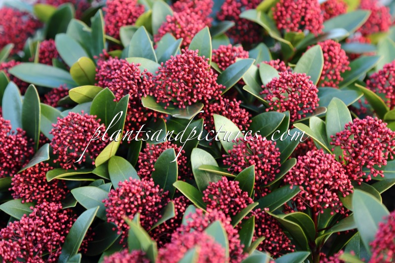 Skimmia japonica ‘Moerings 2’ (RED DWARF)