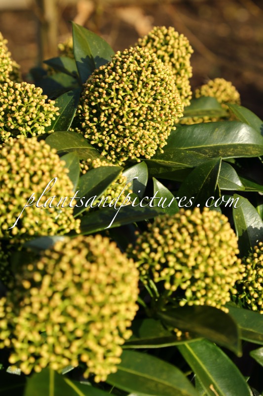 Skimmia japonica ‘FM1’ (WHITE GLOBE)