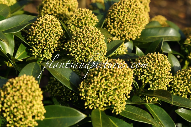 Skimmia japonica ‘FM1’ (WHITE GLOBE)