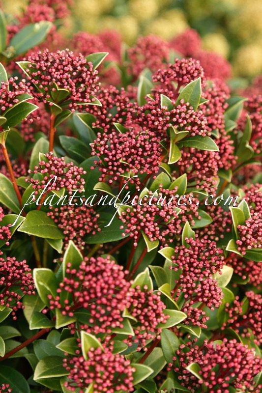 Skimmia japonica ‘Moerings 47’ (PINK DWARF)