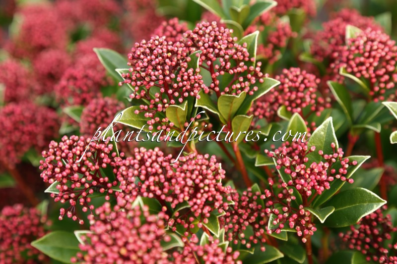 Skimmia japonica ‘Moerings 47’ (PINK DWARF)
