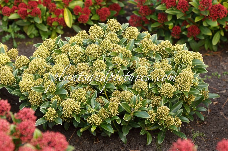 Skimmia japonica ‘Moerings 1’ (WHITE DWARF)