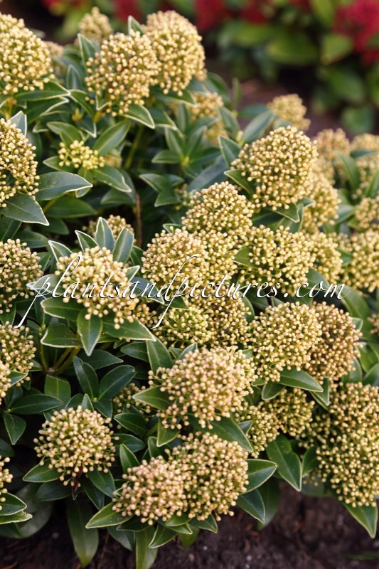 Skimmia japonica ‘Moerings 1’ (WHITE DWARF)