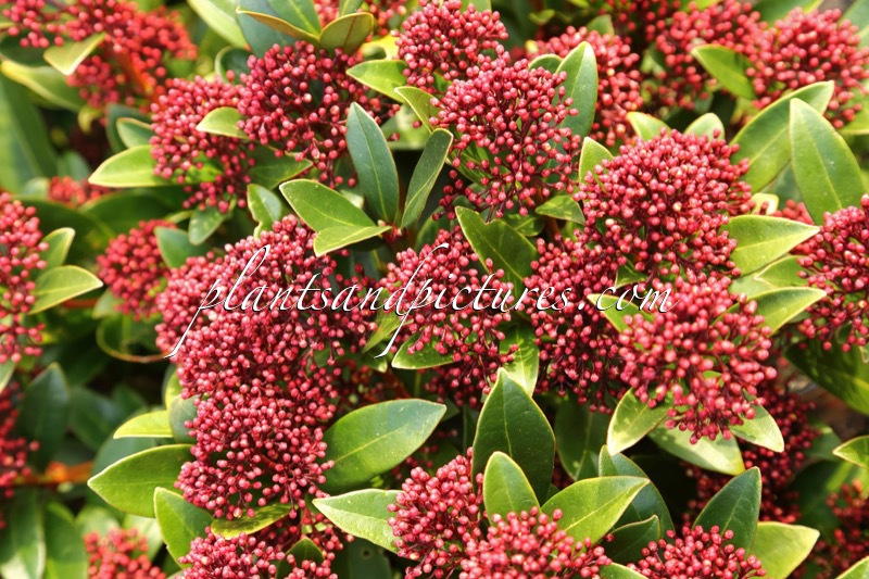Skimmia japonica ‘Moerings 2’ (RED DWARF)