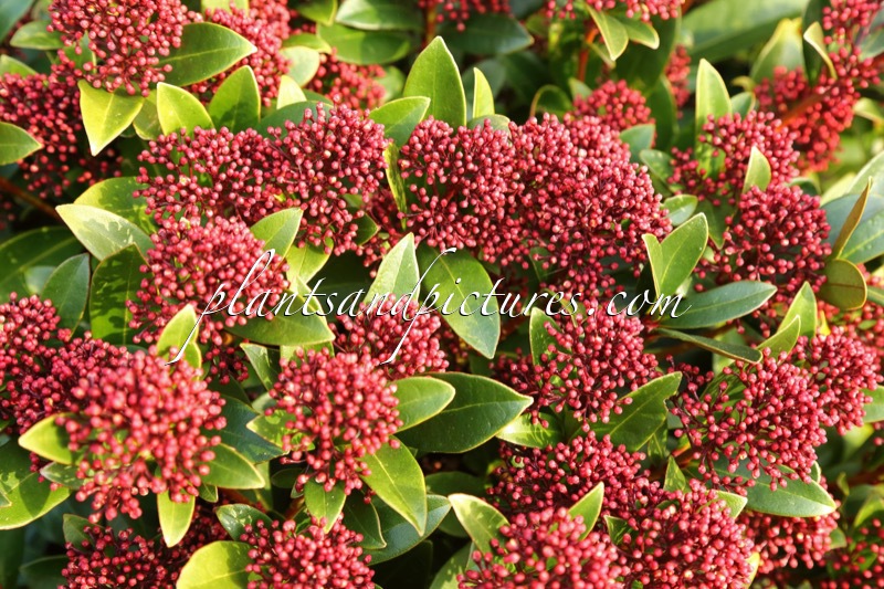Skimmia japonica ‘Moerings 2’ (RED DWARF)