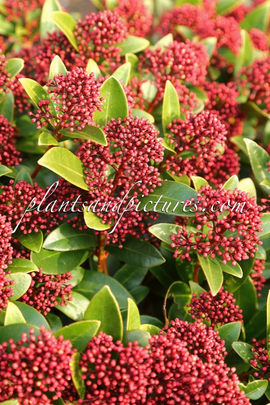 Skimmia japonica ‘Moerings 2’ (RED DWARF)