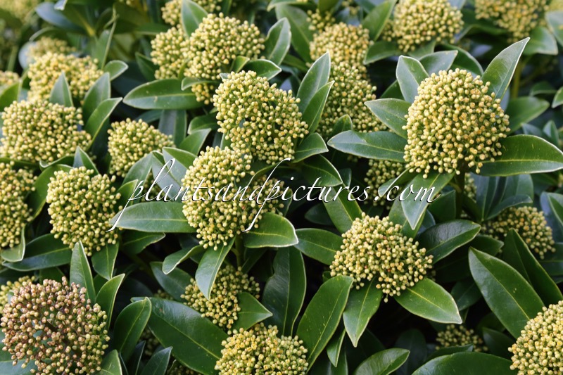 Skimmia japonica ‘FM1’ (WHITE GLOBE)