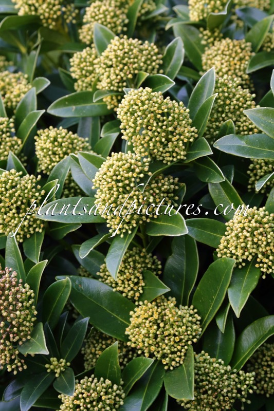 Skimmia japonica ‘FM1’ (WHITE GLOBE)