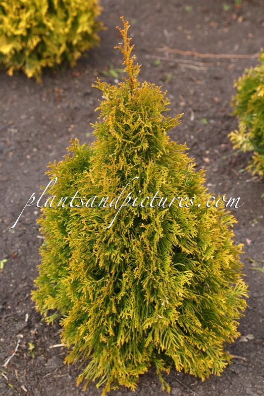Thuja occidentalis ‘Janet Gold’ (GOLDEN SMARAGD)
