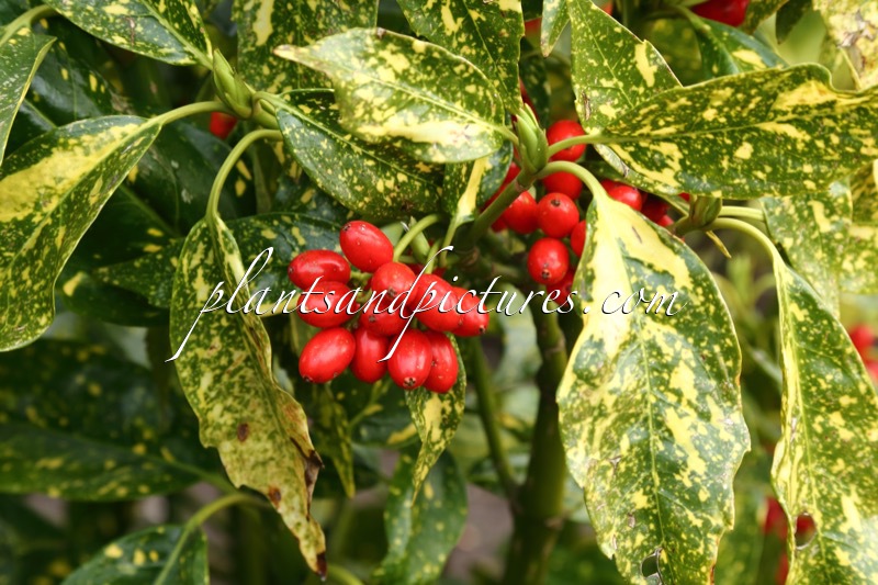 Aucuba japonica ‘Sundance’