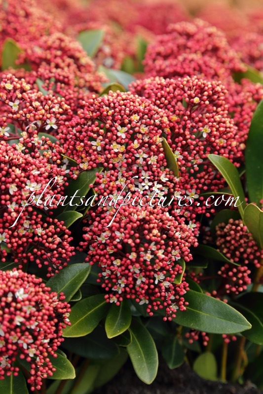 Skimmia japonica ‘Moerings 3’ (RUBESTA)