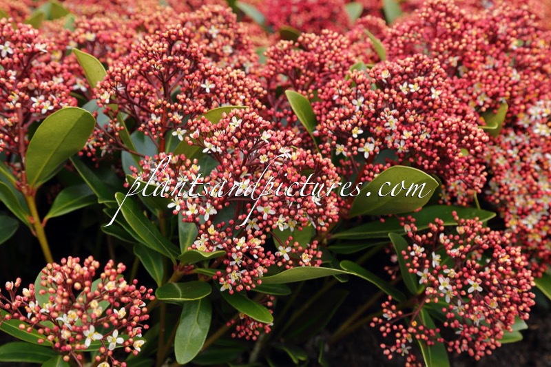 Skimmia japonica ‘Moerings 3’ (RUBESTA)