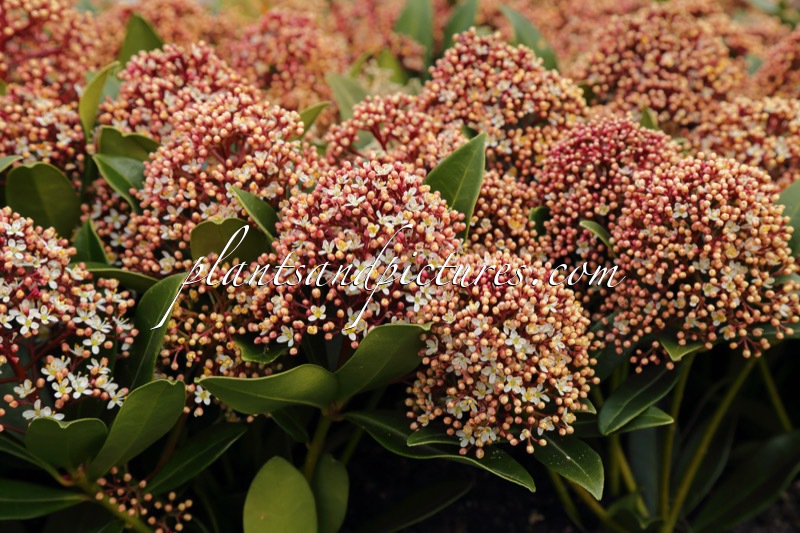 Skimmia japonica ‘Moerings 4’ (PINK GIANT)