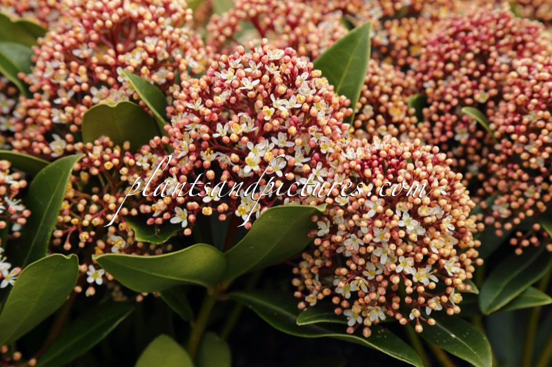 Skimmia japonica ‘Moerings 4’ (PINK GIANT)