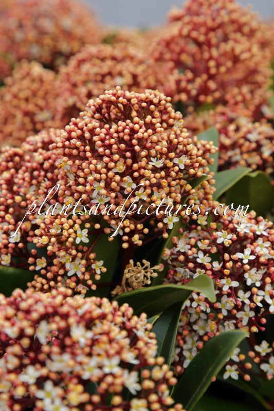 Skimmia japonica ‘Moerings 4’ (PINK GIANT)