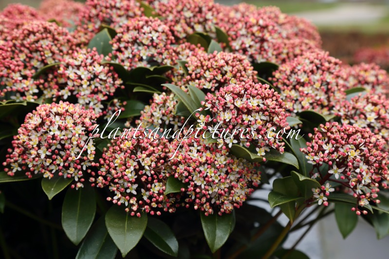 Skimmia japonica ‘Moerings 47’ (PINK DWARF)