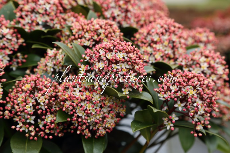 Skimmia japonica ‘Moerings 47’ (PINK DWARF)