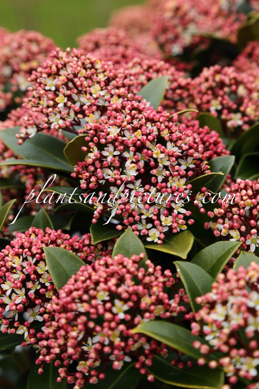 Skimmia japonica ‘Moerings 47’ (PINK DWARF)