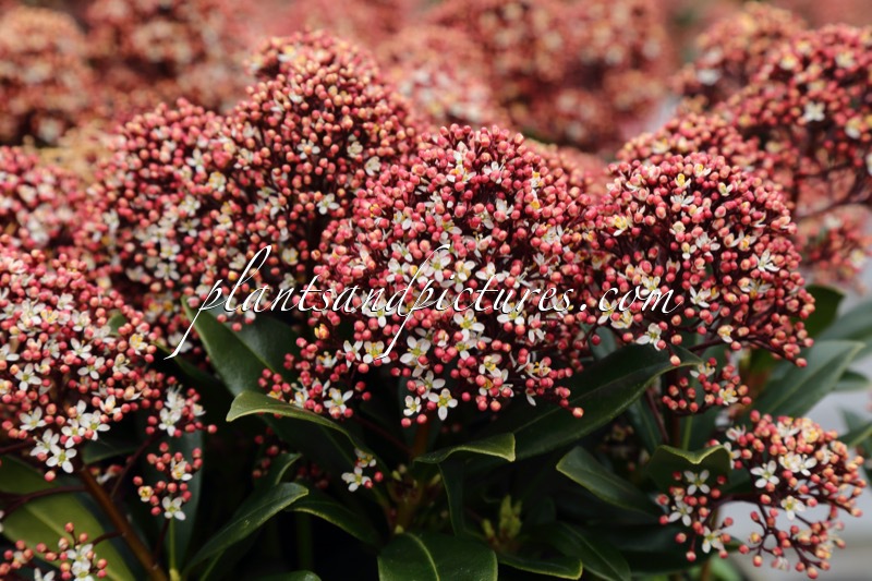 Skimmia japonica ‘Moerings 45’ (RUBESTA JOS)