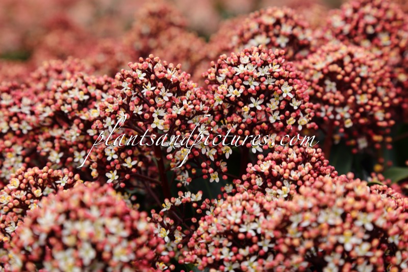 Skimmia japonica ‘Moerings 45’ (RUBESTA JOS)