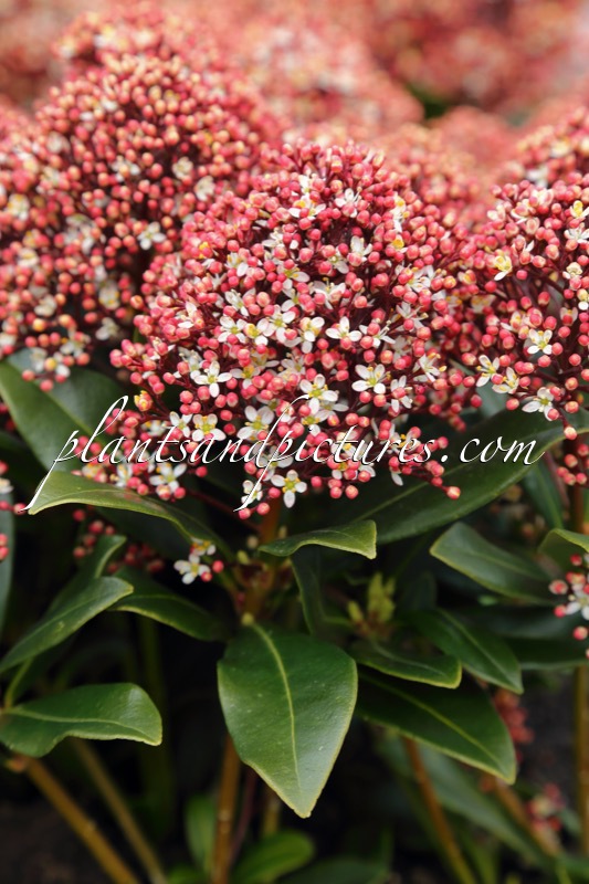 Skimmia japonica ‘Moerings 45’ (RUBESTA JOS)