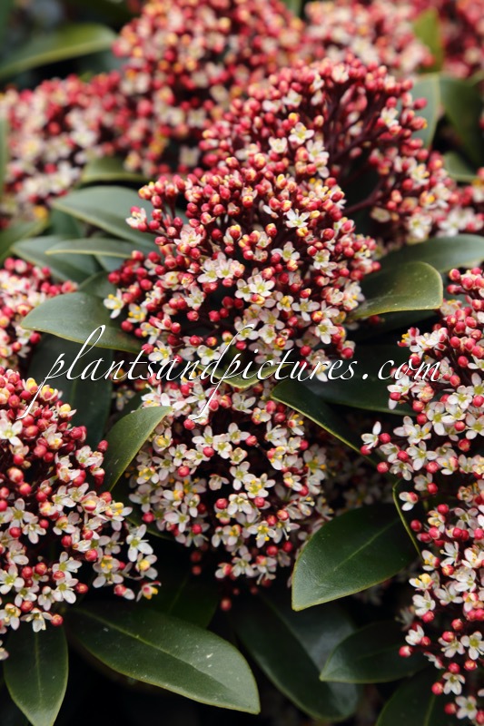 Skimmia japonica ‘Moerings 2’ (RED DWARF)