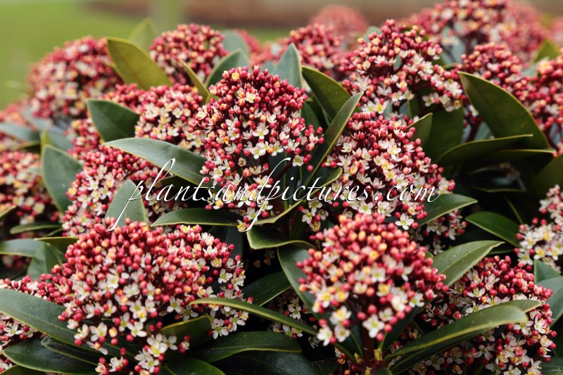 Skimmia japonica ‘Moerings 2’ (RED DWARF)