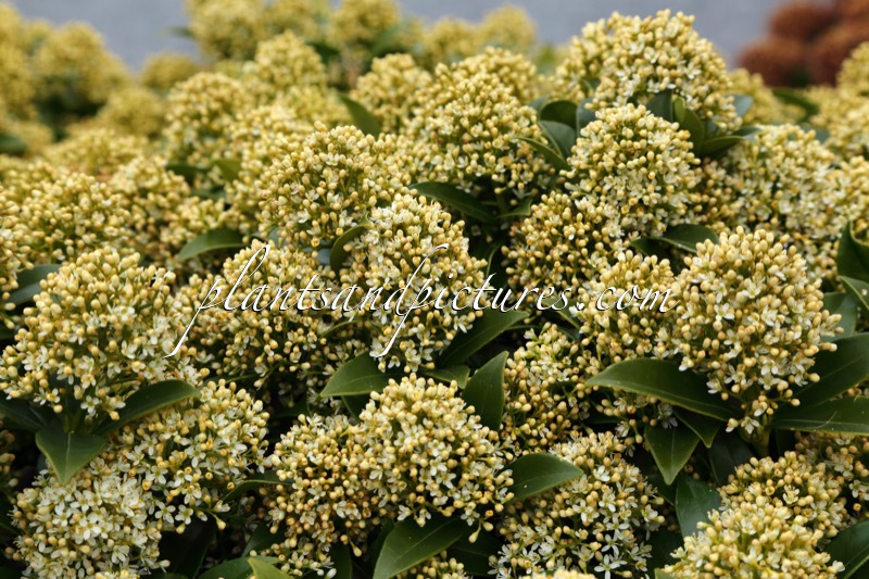 Skimmia japonica ‘Moerings 1’ (WHITE DWARF)