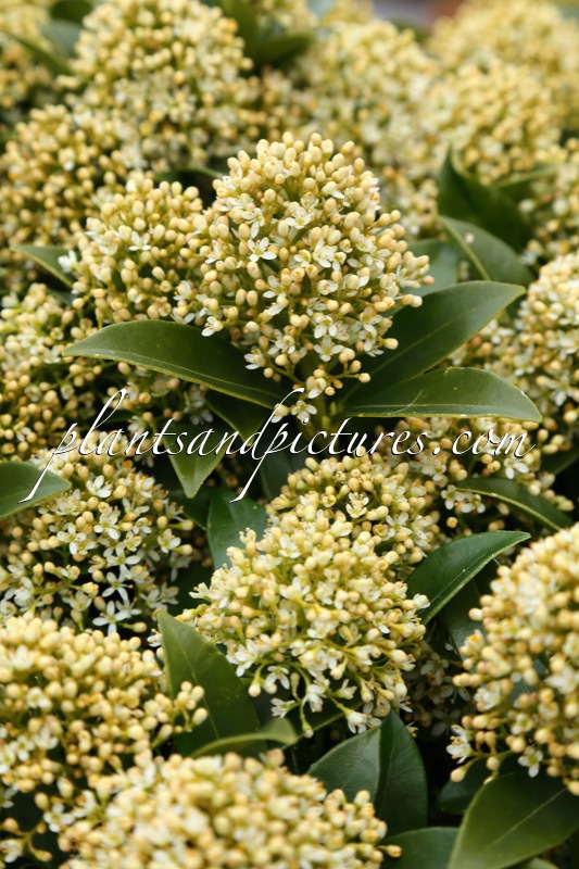 Skimmia japonica ‘Moerings 1’ (WHITE DWARF)