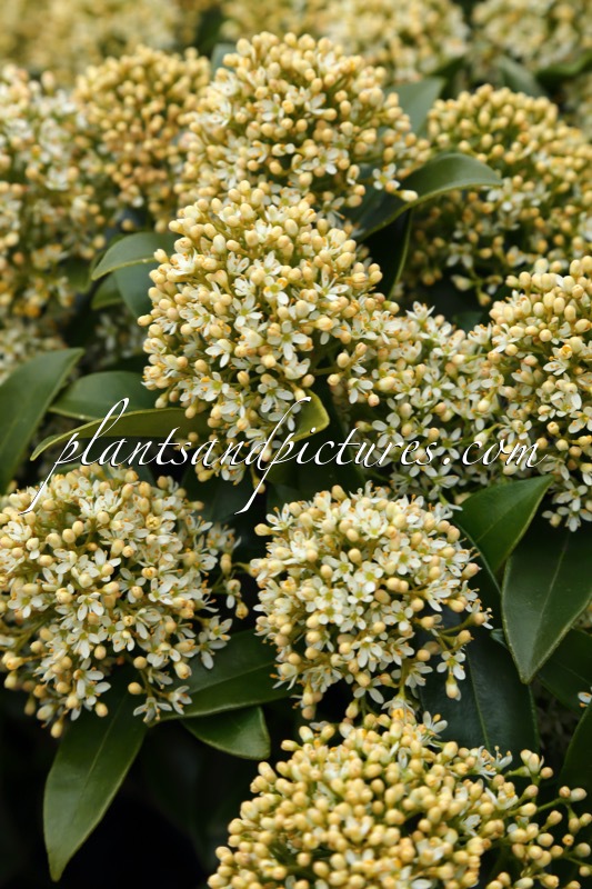 Skimmia japonica ‘Moerings 1’ (WHITE DWARF)