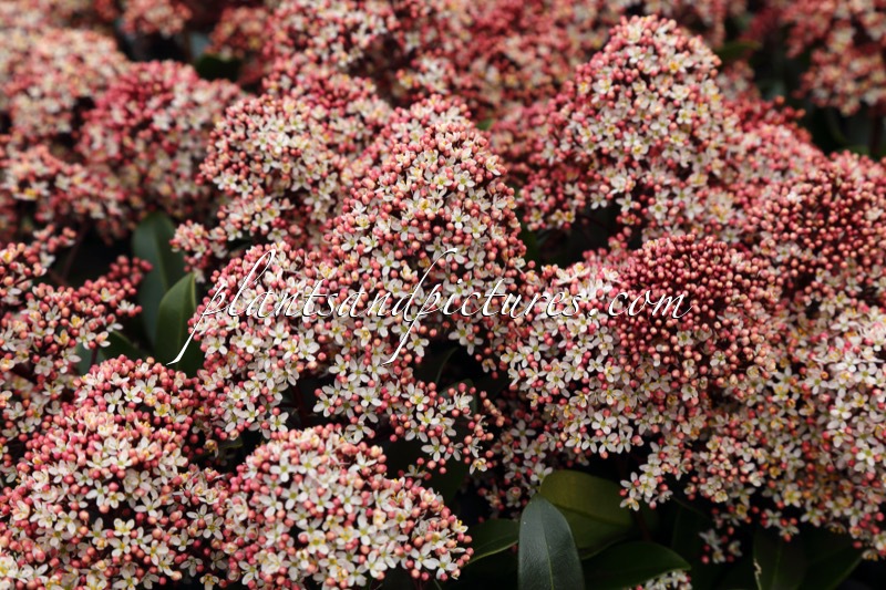 Skimmia japonica ‘Moeropti’ (RUBESTA OPTIMA)
