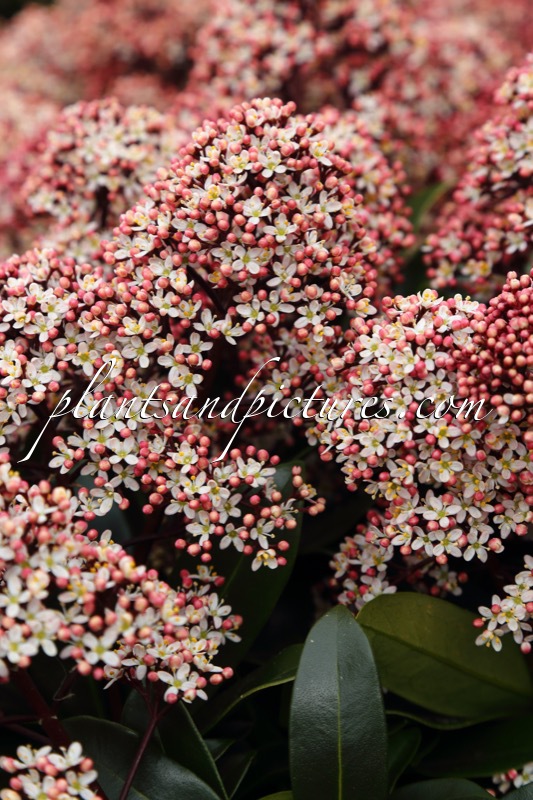 Skimmia japonica ‘Moeropti’ (RUBESTA OPTIMA)