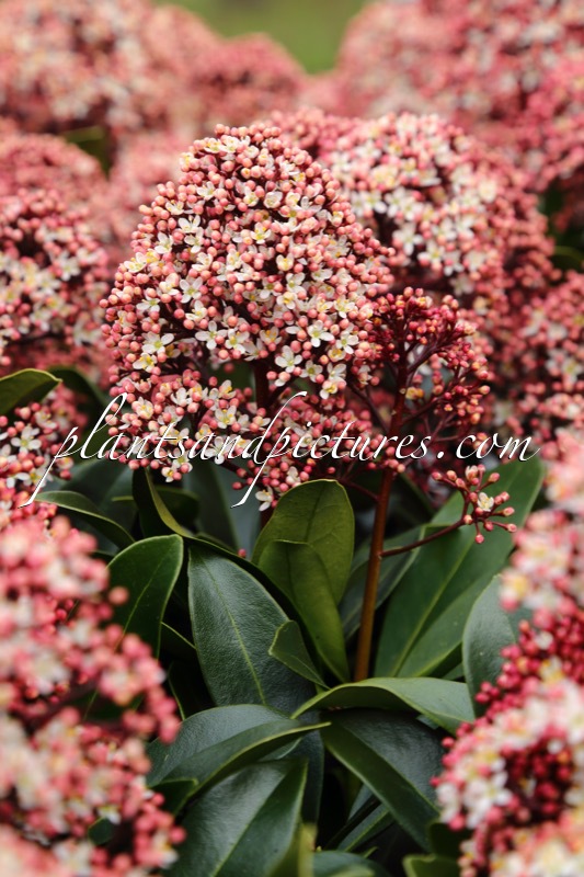 Skimmia japonica ‘Moeropti’ (RUBESTA OPTIMA)