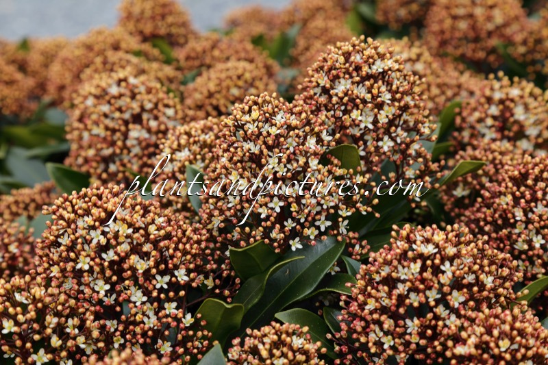 Skimmia japonica ‘Moercuba’ (RUBESTA CUBA)