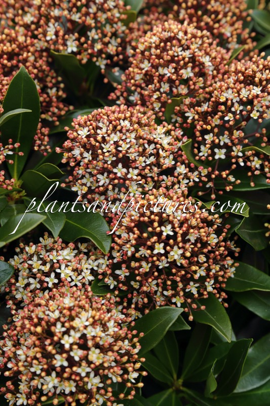 Skimmia japonica ‘Moercuba’ (RUBESTA CUBA)
