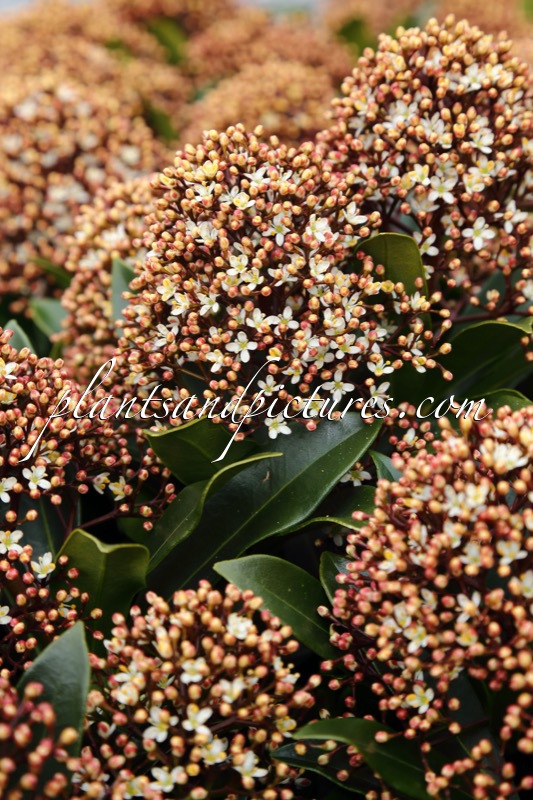 Skimmia japonica ‘Moercuba’ (RUBESTA CUBA)