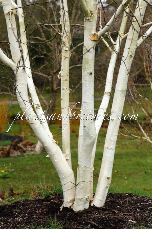 Betula utilis ‘Grayswood Ghost’