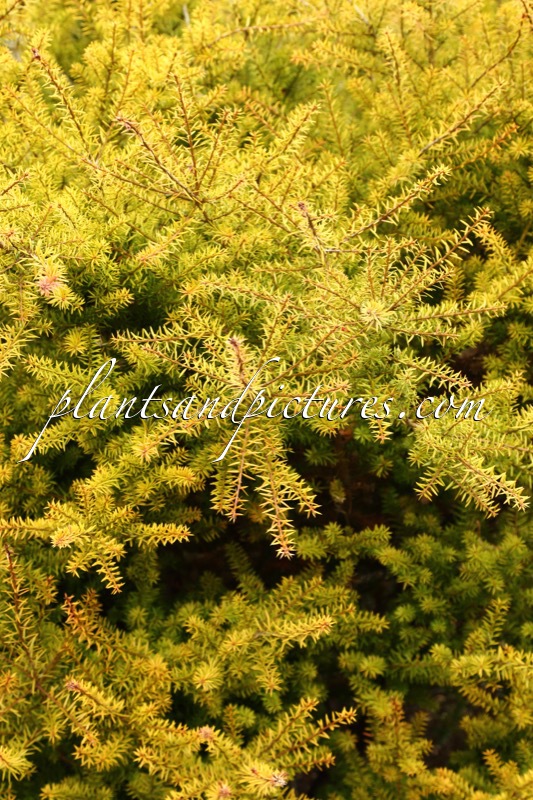 Podocarpus acutifolius