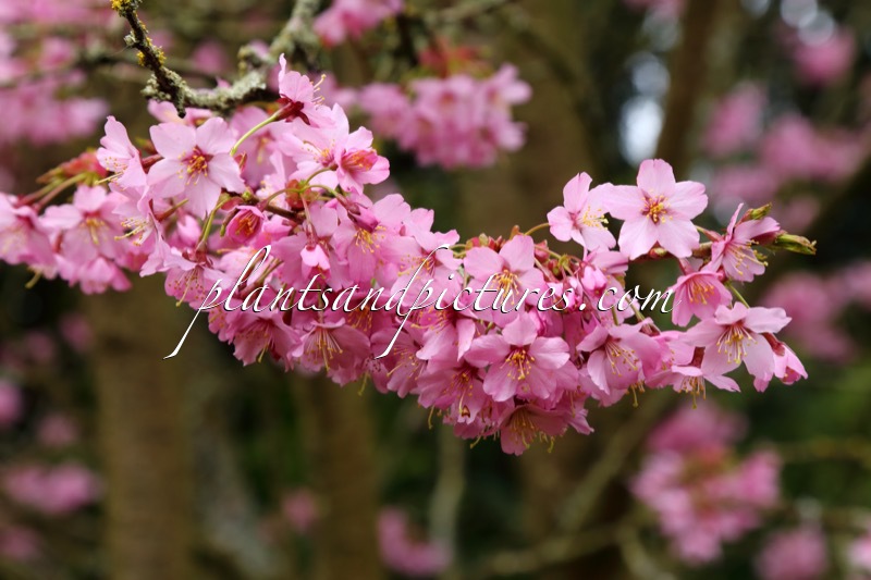 Prunus ‘Shosar’