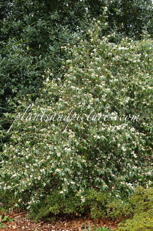 Camellia cuspidata