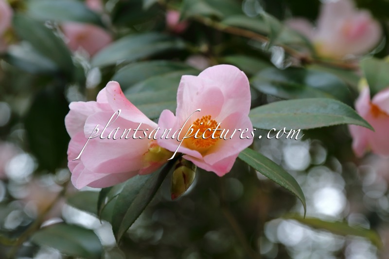 Camellia williamsii ‘Charles Michael’