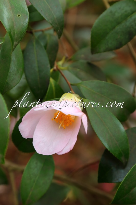 Camellia williamsii ‘Charles Michael’