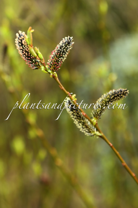 Salix gracilistyla ‘Melanostachys’