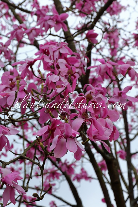 Magnolia sprengeri ‘Lanhydrock’