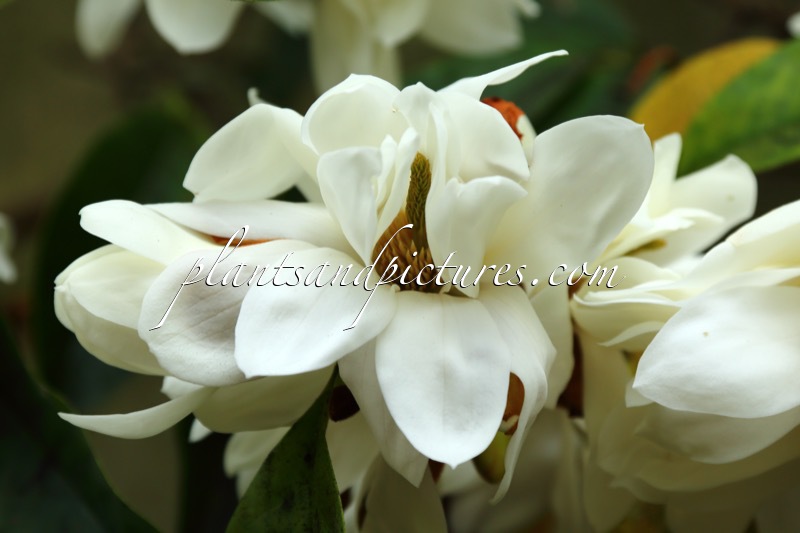 Magnolia doltsopa ‘Silver Cloud’