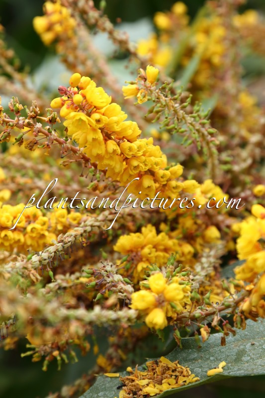Mahonia duclouxiana