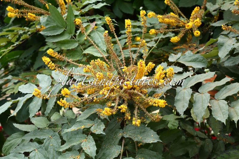 Mahonia duclouxiana