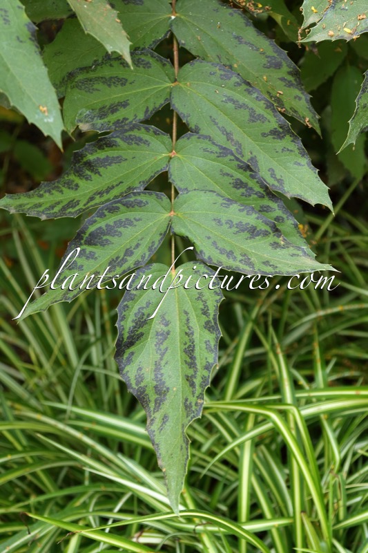 Mahonia duclouxiana